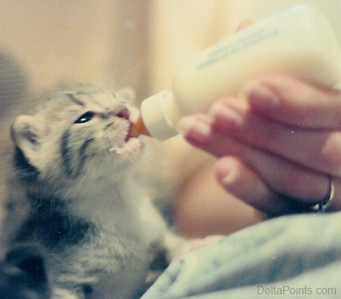 a hand feeding a kitten