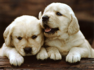 a close-up of two puppies