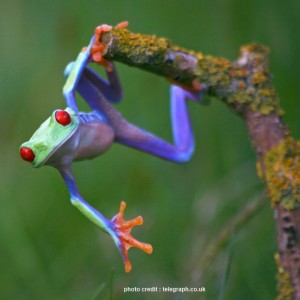 a frog climbing on a branch