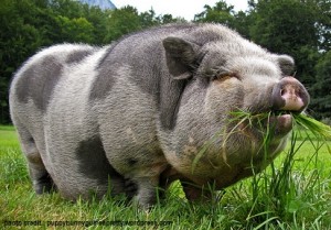 a pig eating grass in a field