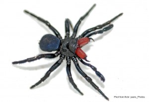 a close-up of a black spider
