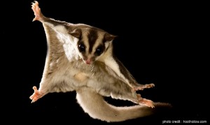 a flying squirrel with its wings spread out