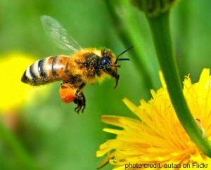 a bee flying near a flower