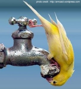 a yellow bird on a faucet