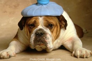 a dog with a hot water bottle on its head