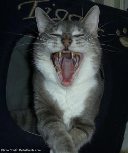 a cat yawning with its mouth open