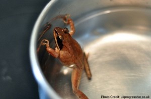a frog in a pot