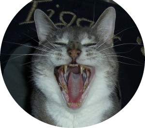 angry-cat-angry-phone-rep-delta-airlines-delta-points-blog