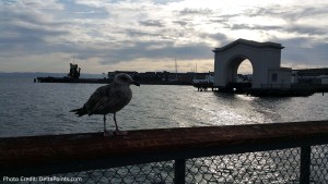 seagull at fishermans wharf sfo delta points blog