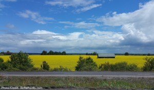 views of swedish countryside delta points blog (1)